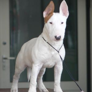 Meet your Posher, Angel